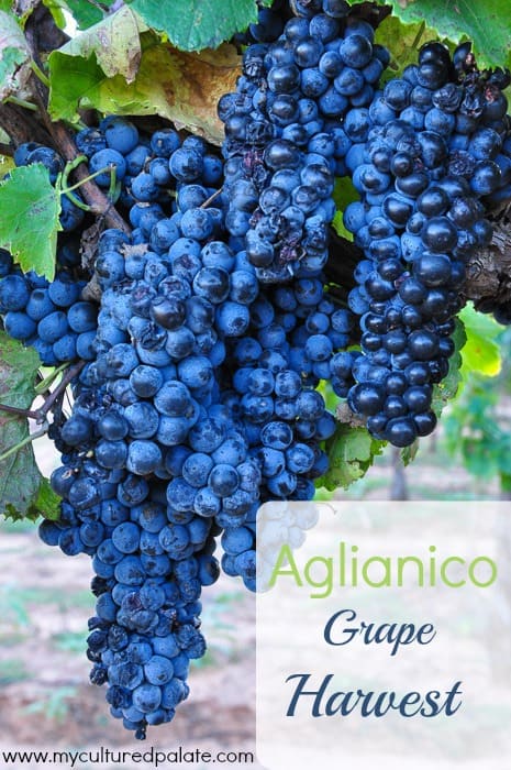 Aglianico Grape Harvest