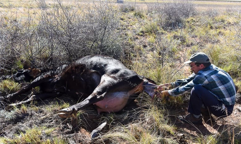 Calving - Pulling a Calf