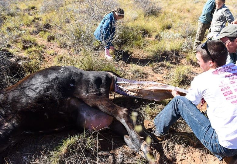 Calving - Pulling a Calf