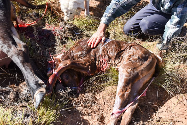 Calving - Pulling a Calf