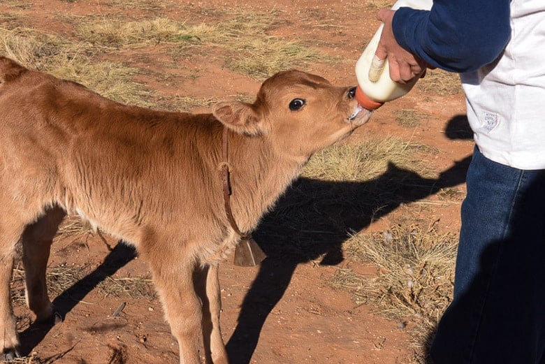 One Week Old Calf Bottle Feeding