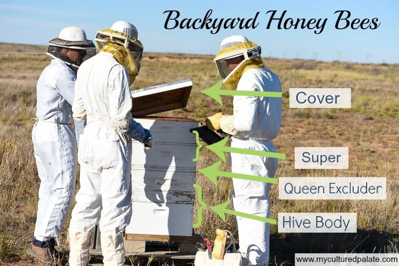 Backyard Honey Bees