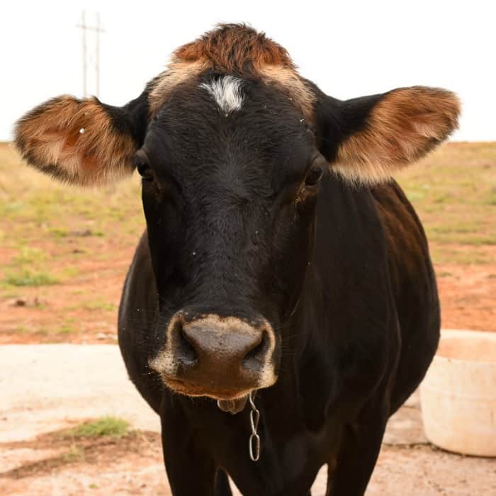 How to Tell if Your Cow is About to Calve - Hilde a Brown Swiss Jersey Cross