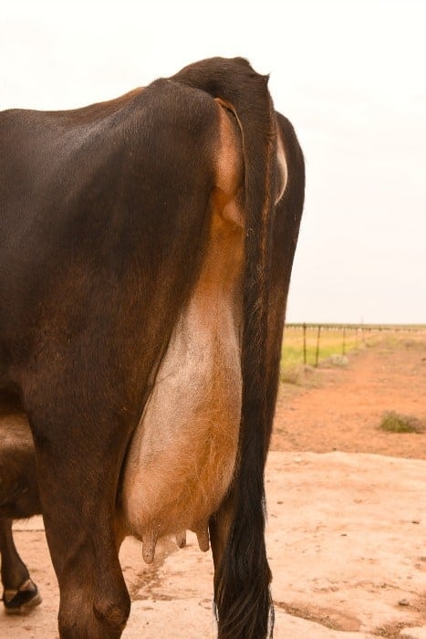 Jersey Brown Swiss Cross ready to calve 