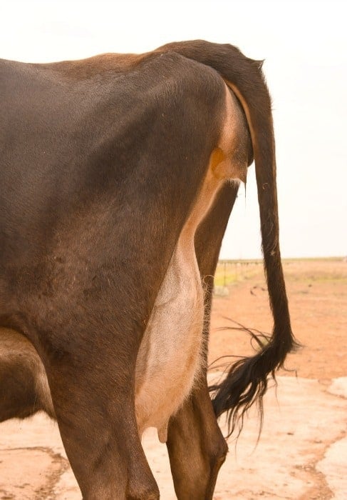 Jersey Brown Swiss cross ready to calve side view 700