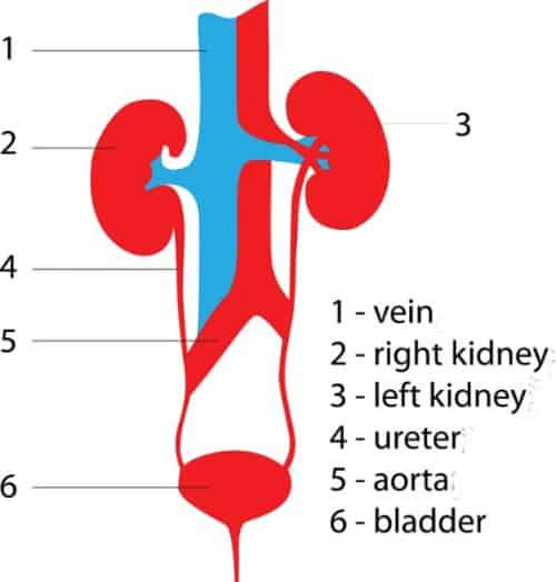 How to get rid of Bladder Infections Naturally