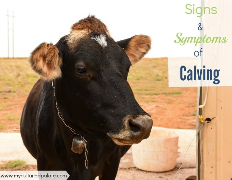 How to Tell if Your Cow is About to Calve - signs and symptoms of calving 