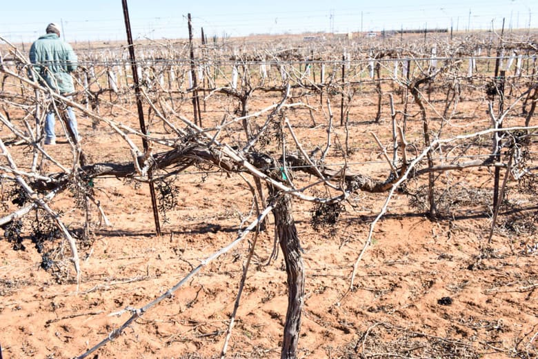 Pruning the Vineyard - Vine before Hand Pruning