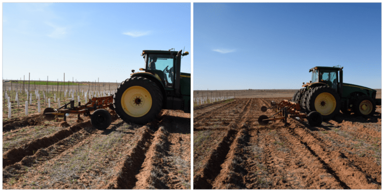 Marking Rows for Planting Grapevines