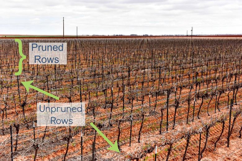Pruned and Unpruned Rows of Vineyard