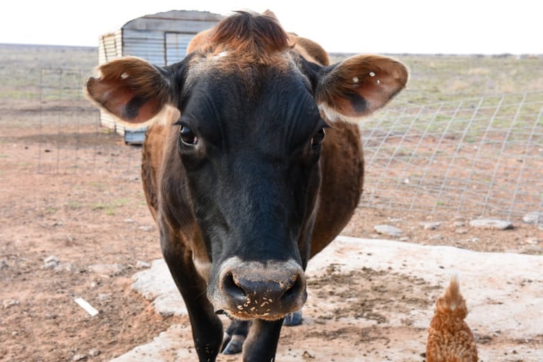 Margie - Jersey Family Milk Cow