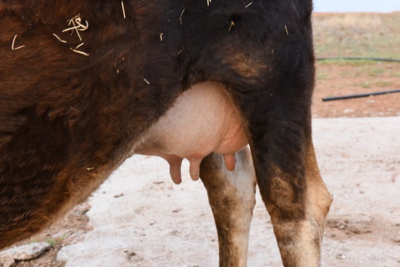 signs of calving - swollen udder