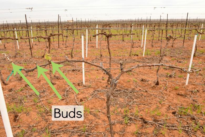 bud-break in the vineyard - early buds