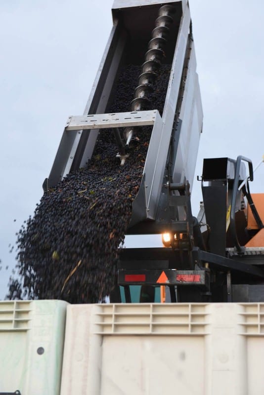 Aglianico Grapes