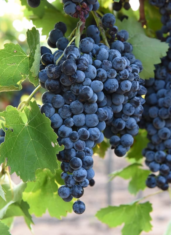 Aglianico Grapes