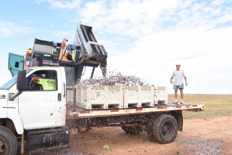 Grape Harvest with Pellenc Grape Harvester