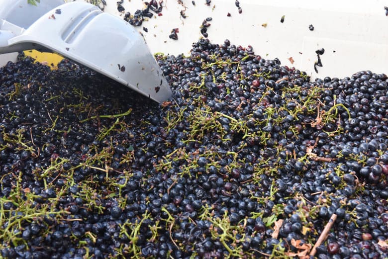 Aglianico Grapes in Bins