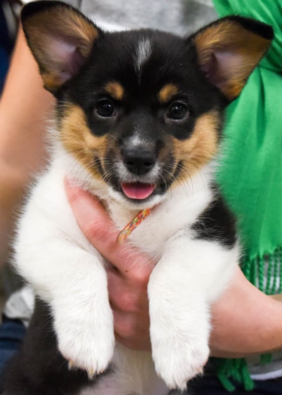 Bangles the Pembroke Welsh Corgi