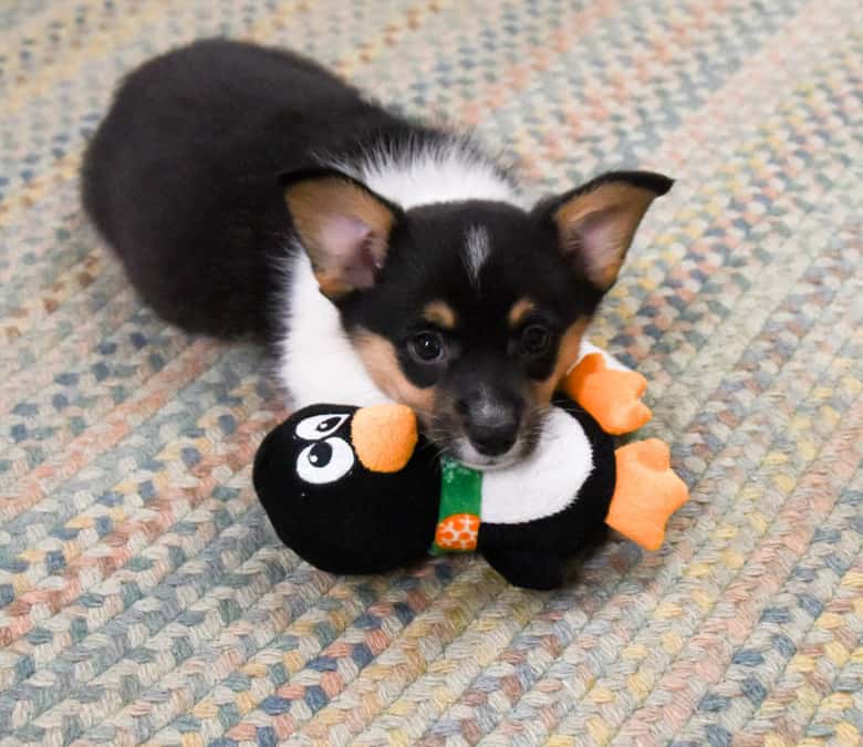 Bangles the Pembroke Welsh Corgi