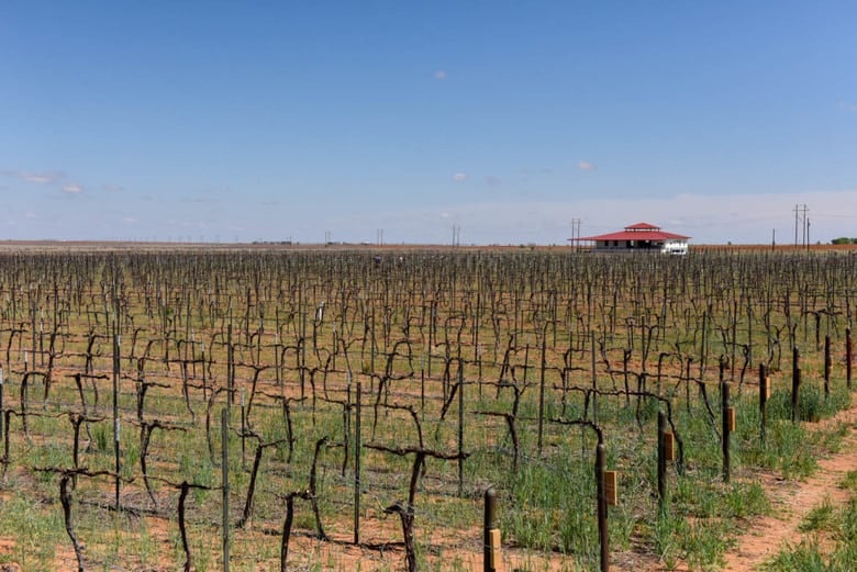 Vineyard Pruning Complete - Vineyard View