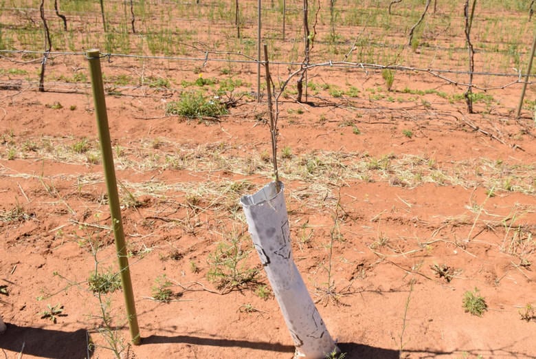 Vineyard Pruning Complete - 2015 Aglianico Planting Before Pruning