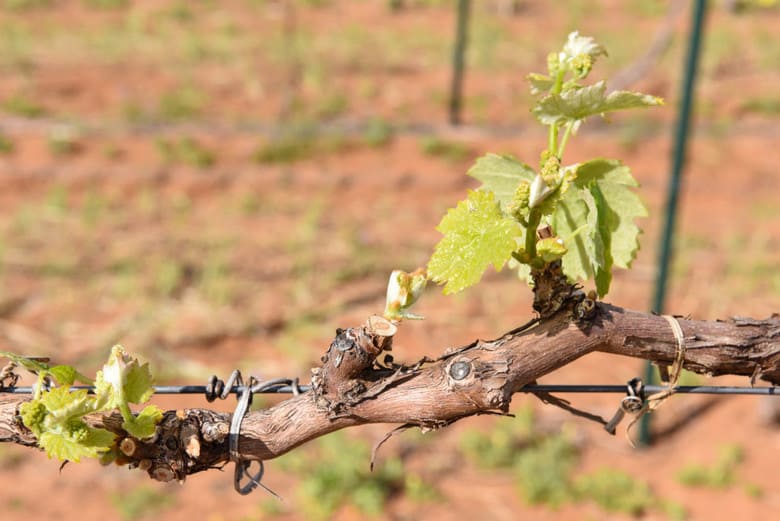 Spring Vineyard - Petit Verdot