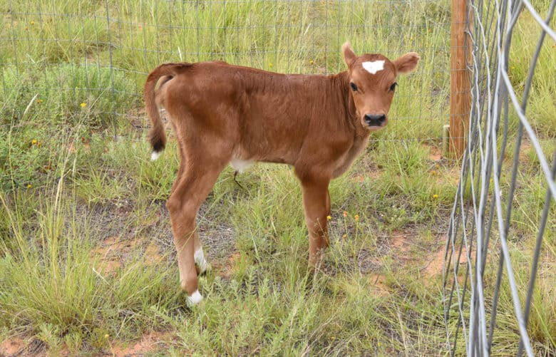 new calf