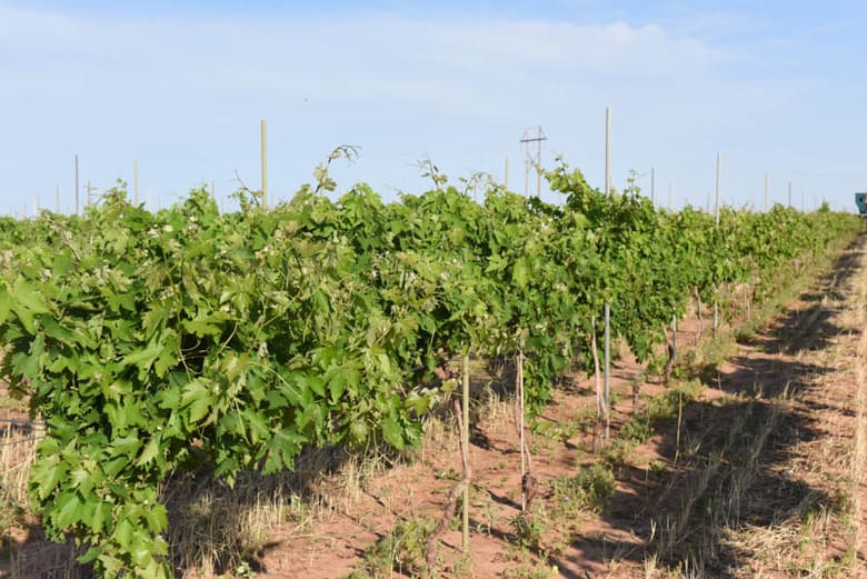 Raising Wires in the Vineyard