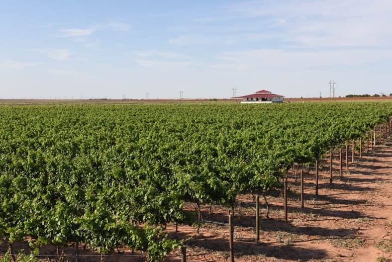 Raiding Wires - Vineyard June 2016