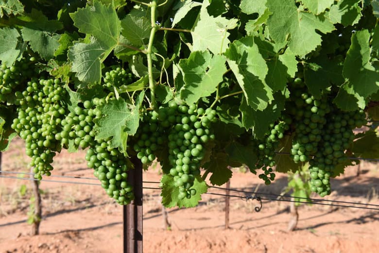 Raising Wires in the Vineyard