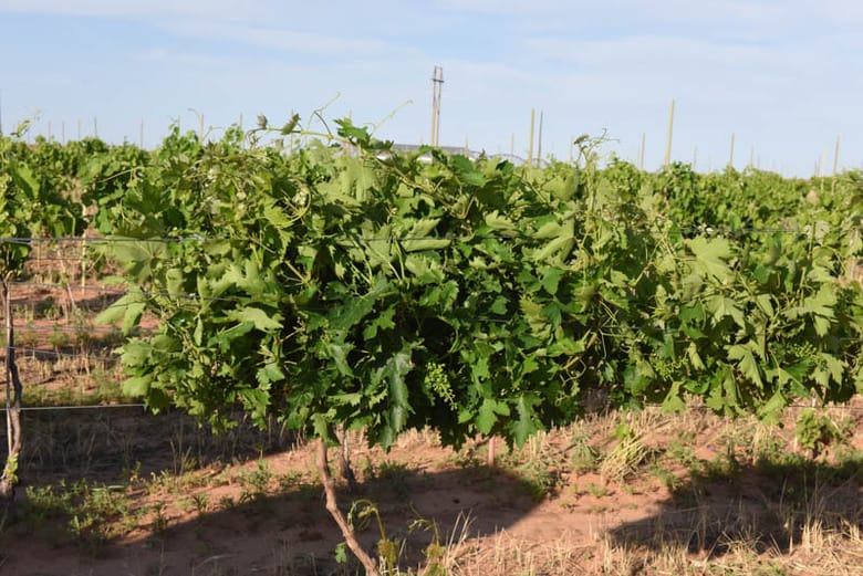 Raising Wires in the Vineyard