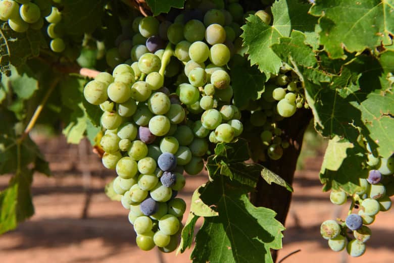 Veraison - July 2016