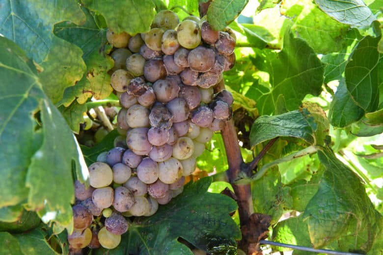 Roussane Grapes and Bunch Rot
