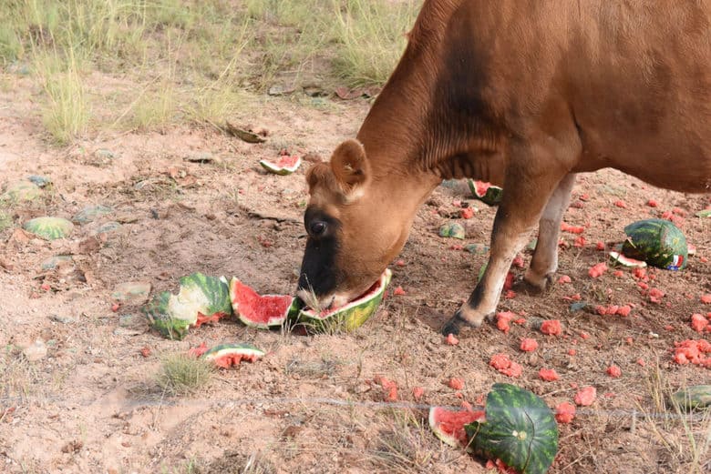 Cows love watermelon and pumpkin