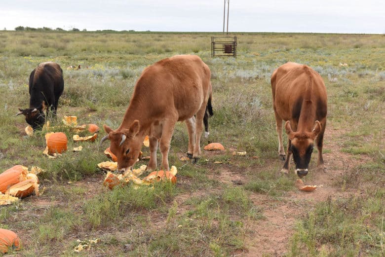 Cows love watermelon and pumpkin