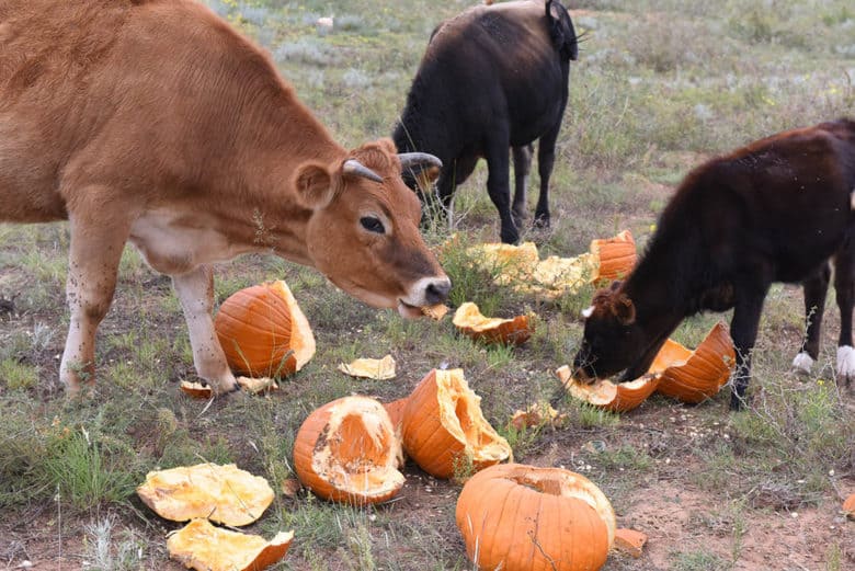 Cows love watermelon and pumpkin