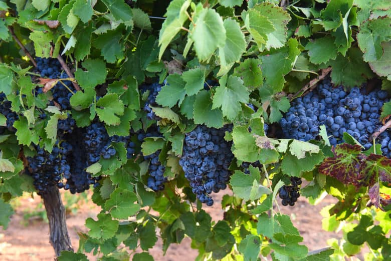 Grape Harvest 2016 - Aglianico and Montepulciano
