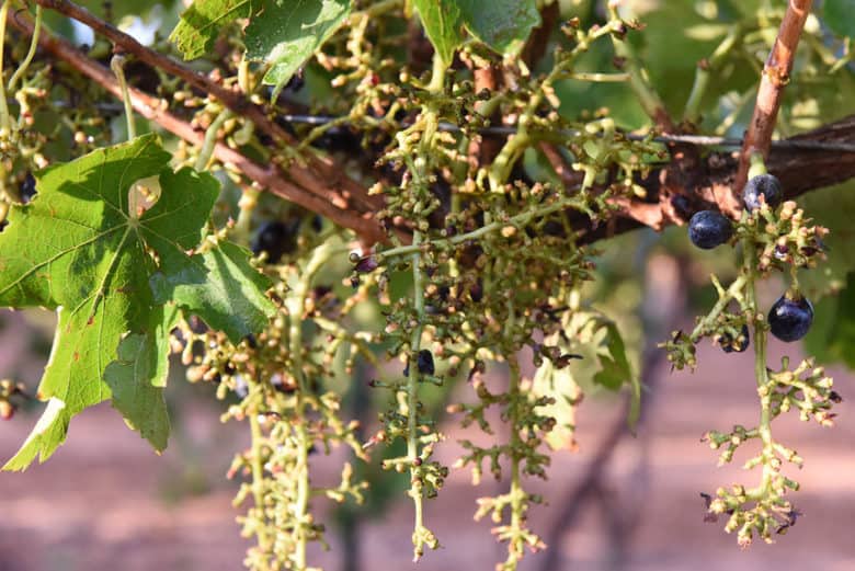 Grape Harvest 2016 - Aglianico and Montepulciano