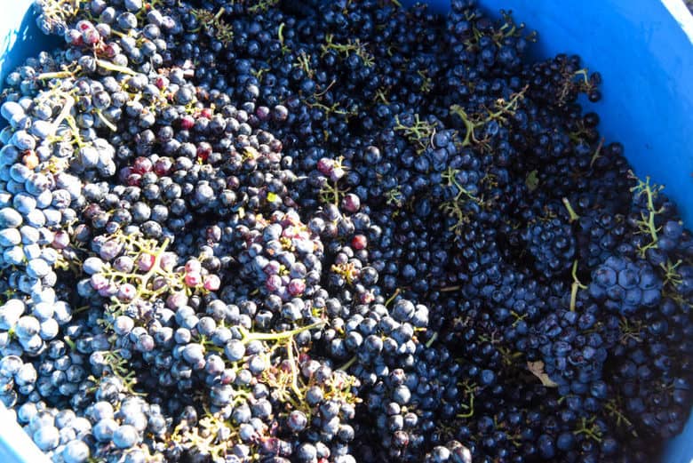 Making Wine - Crushing Grapes