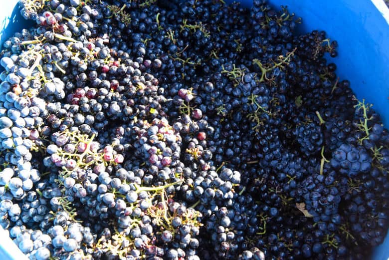 Making Wine - Crushing Grapes - Oswald Vineyard