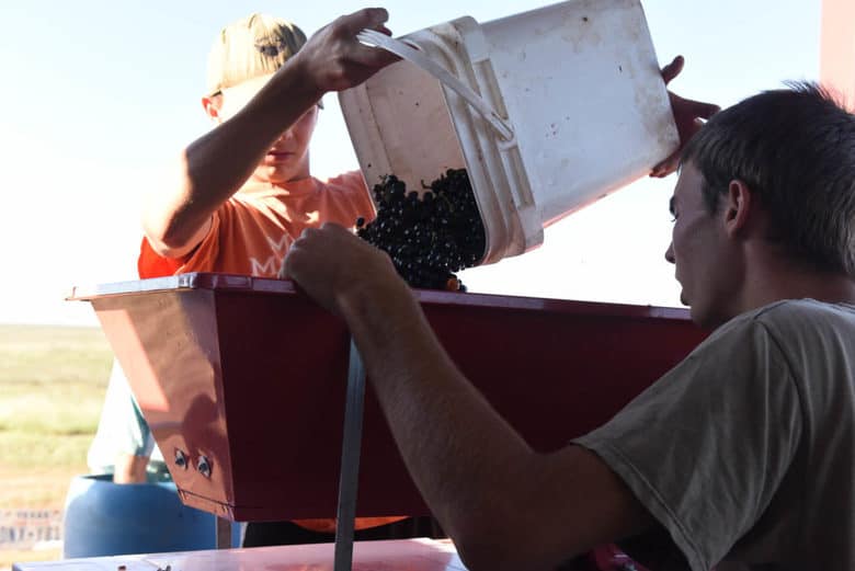 Making Wine - Crushing Grapes