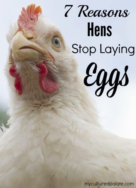 how chickens lay eggs