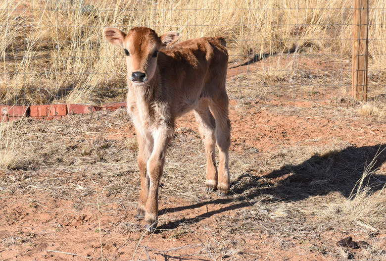 Decks the Jersey Bull is Almost 3 Months Old! Oswald Vineyard