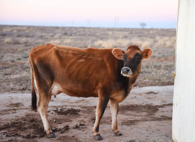 Beatrice - Jersey family milk cow