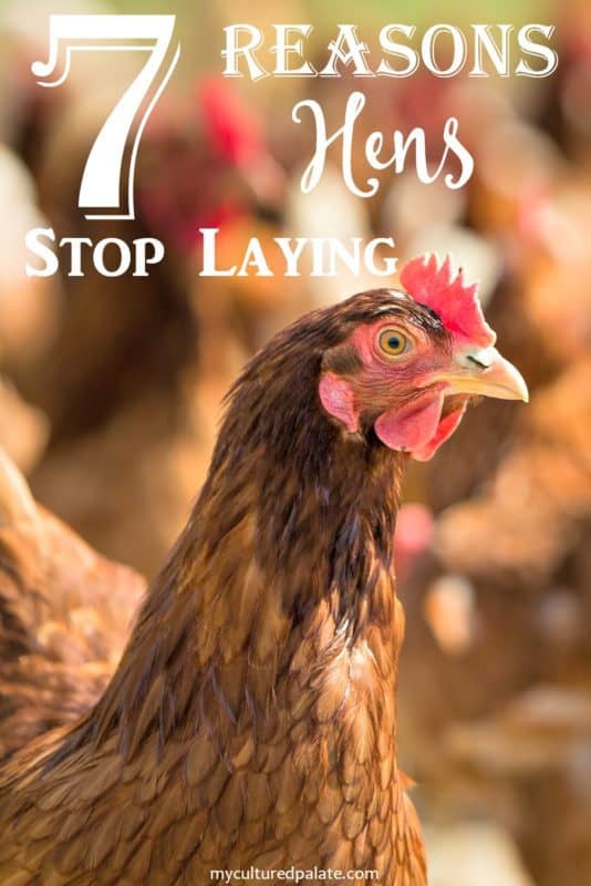 7 reasons hens stop laying eggs