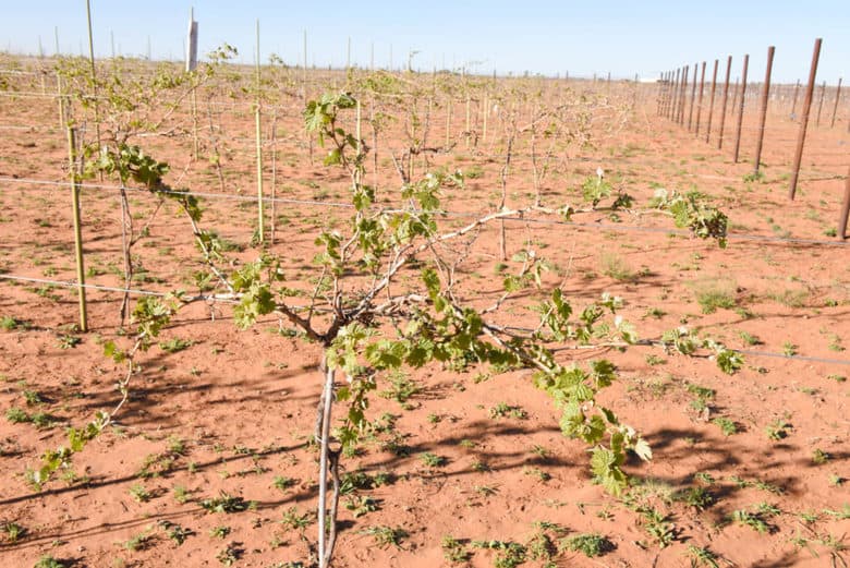 Almost Finished Pruning -Montepulciano