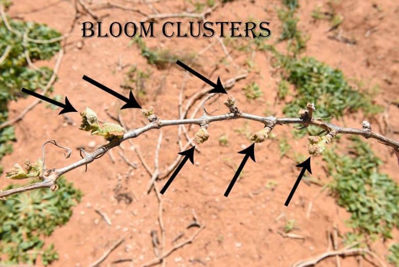 bloom clusters
