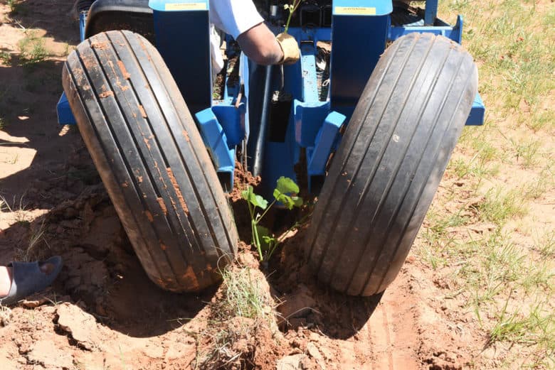 Planting Albarino 