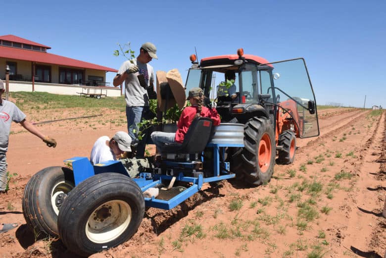 Planting Albarino 