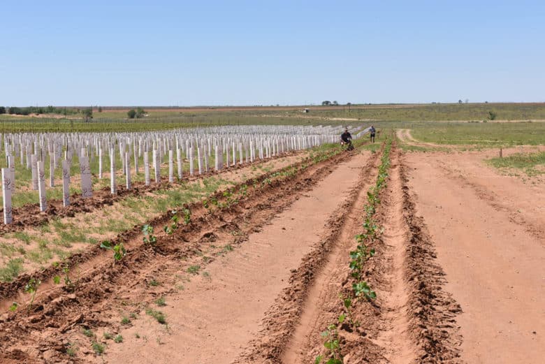 Planting Albarino 